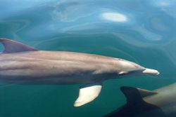 Dolphins swimming next to our boat in Key Largo. Sea cond... by Michael Salcito 